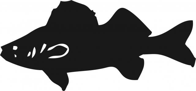 Fish -Walleye Silhouette Laser Cut Appliques (Size: with FUSIBLE - 7"W, Direction: facing left)